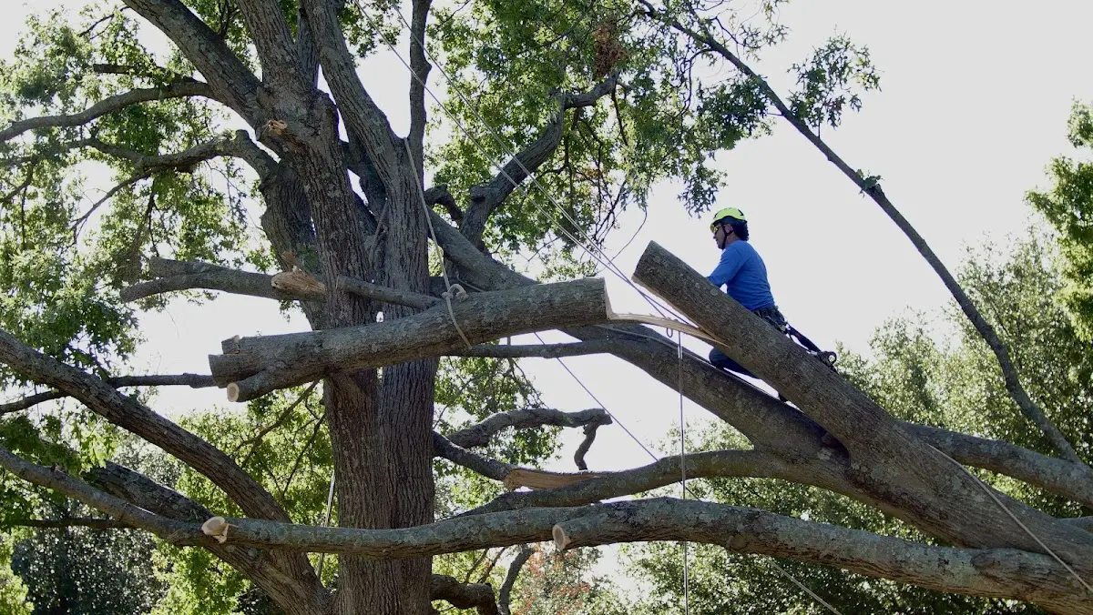 Professional Crown Thinning performed by certified arborists in Rives