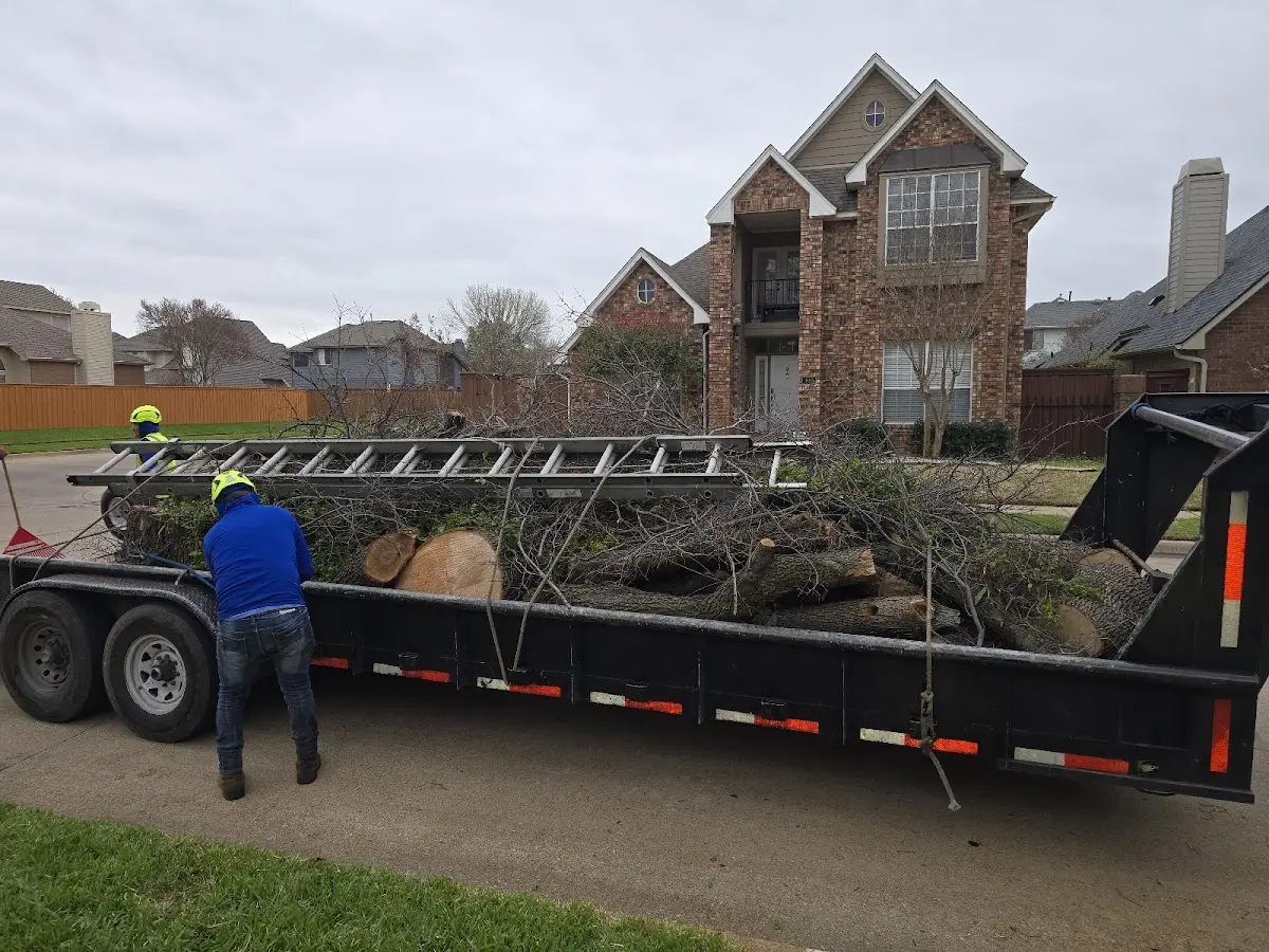 Expert Tree Removal with proper safety equipment in Rives